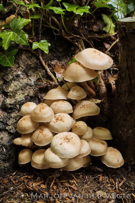 Spoelvoetcollybia - Gymnopus fusipes